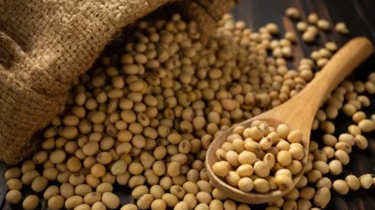 Pemerintah dan Importir Jaga Harga Kedelai Tetap Stabil