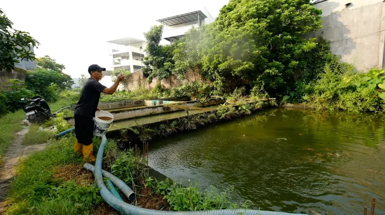 MBG Dinilai Tingkatkan Permintaan Ikan Konsumsi di Daerah