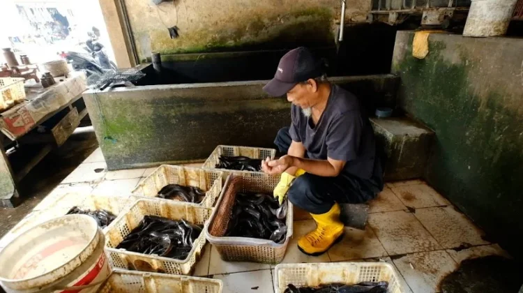 Program MBG Hidupkan Usaha Ikan Warga Colomadu
