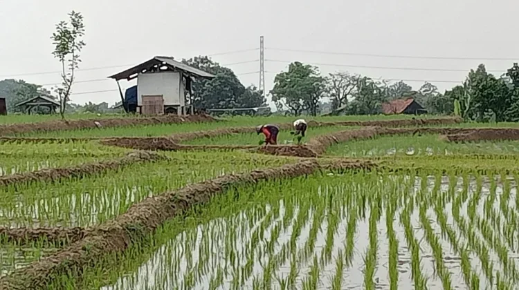 El Nino Ancam Penurunan Produksi Pangan Nasional