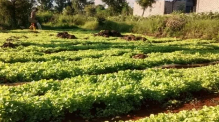 Petani Tembakau Usulkan Lima Langkah Perkuat Ekosistem Industri