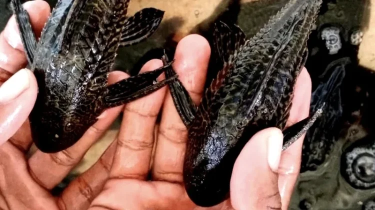 Pakar: Pengendalian Ikan Sapu-Sapu Jakarta Perlu Strategi Terpadu