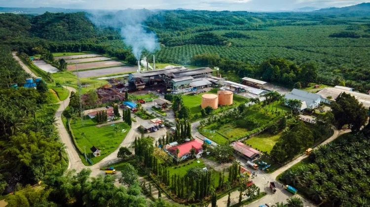Industri Sawit Perkuat Komitmen Wujudkan Ekonomi Hijau Nasional