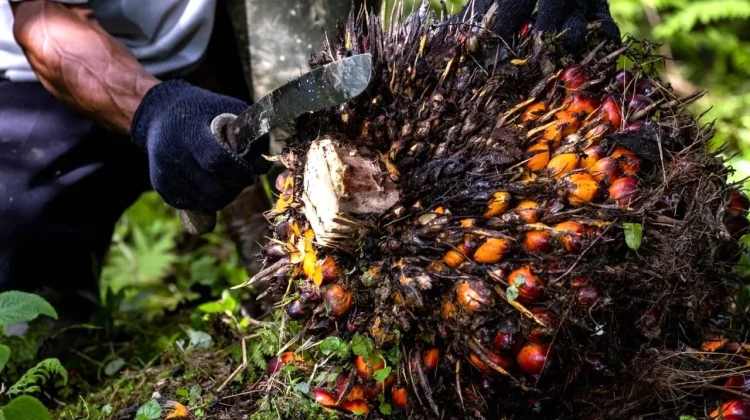 Akademisi: "Traceability" Penting bagi Industri Sawit Nasional
