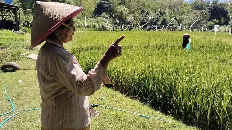 Kemenperin Perkuat Standar Drone Pertanian, Ini Dampaknya