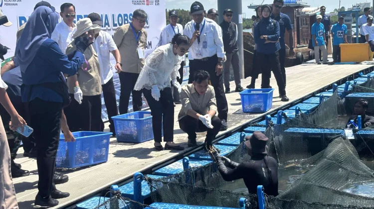 DPR Beberkan Perbandingan Waktu Produksi Lobster di Indonesia dengan Vietnam