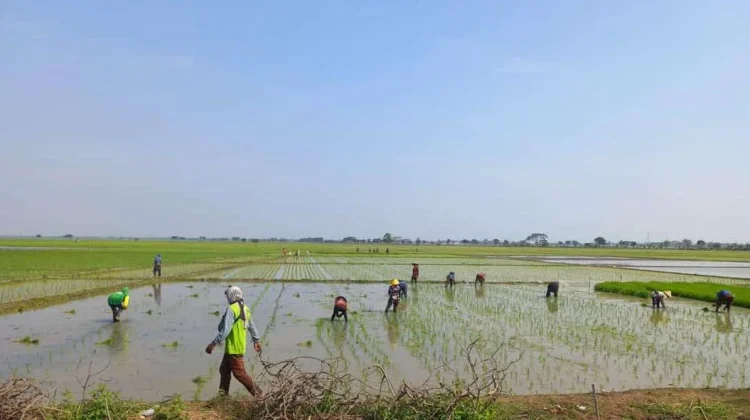 Hadapi Ancaman Kekeringan, Dinas Pertanian Bekasi Siapkan Langkah Antisipasi