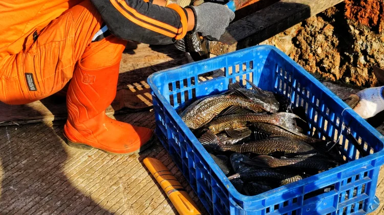 Ratusan Kilogram Ikan Sapu-sapu Berhasil Dimusnahkan di Waduk Kaja Ciracas