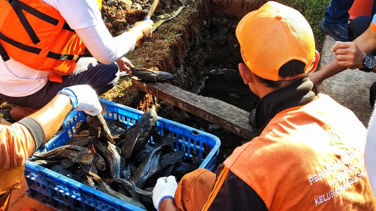 Penanganan Ikan Sapu-sapu Dinilai Mendesak, Mardani: Jangan Tergesa-gesa