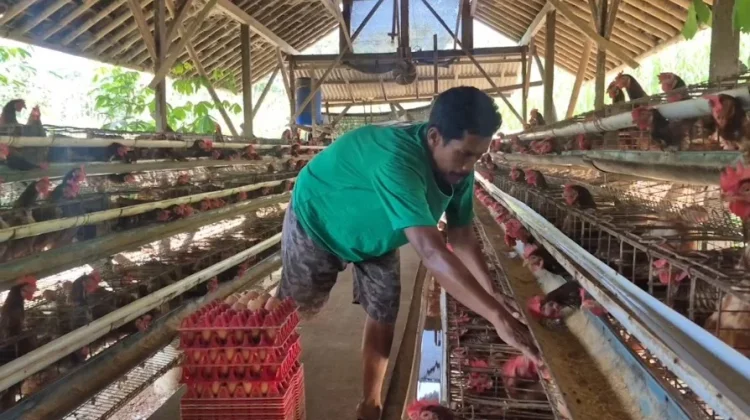 Berkat Program MBG, Telur Peternak Ayam Terserap di Sukoharjo