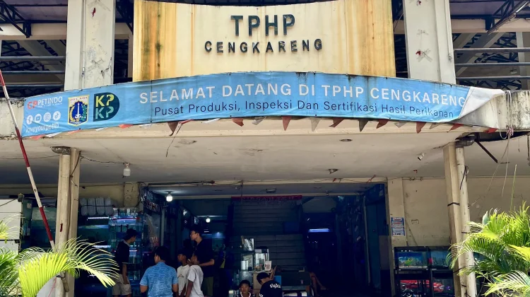 Revitalisasi dan Pembinaan Jadi Harapan Pedagang Ikan Hias Cengkareng