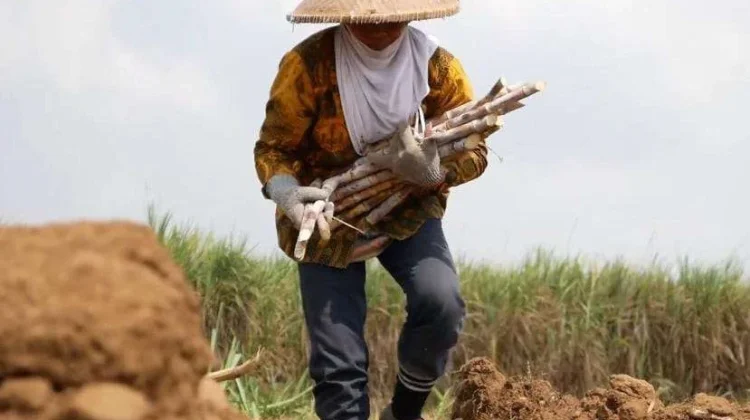 UMKM Perluas Pasar, 24 Ton Gula Kelapa Diekspor ke Ghana