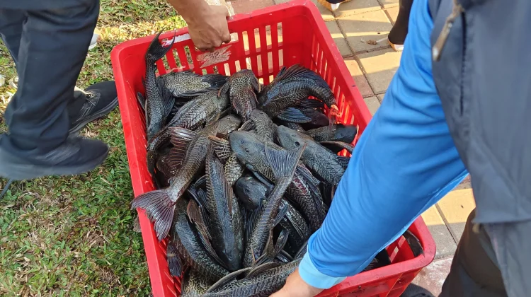 Ahli Gizi Sebut Ikan Sapu-sapu Aman Dikonsumsi jika dari Perairan Bersih