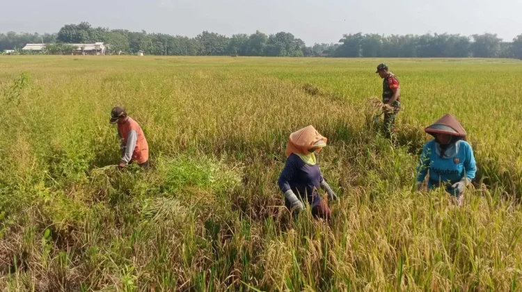 Target Swasembada Pangan 2029, Distribusi Pupuk Subsidi Diminta Tepat Sasaran