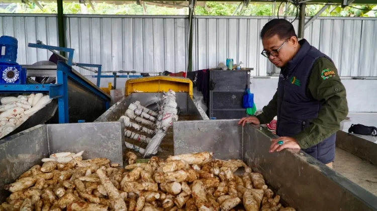Bapanas Dorong Hilirisasi Singkong di Bogor