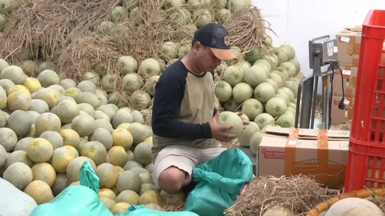 Suplai Dapur MBG, Omzet Pedagang Buah Kramat Jati Naik