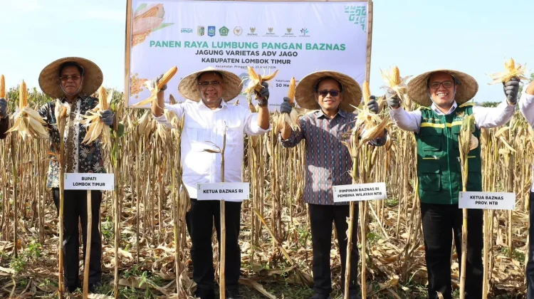 Dukung Ketahanan Pangan, Petani Binaan BAZNAS di NTB Panen Raya 400 Ton Jagung