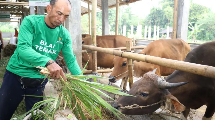 Perkuat Ketahanan Pangan, BAZNAS RI Hadirkan Balai Ternak di NTB