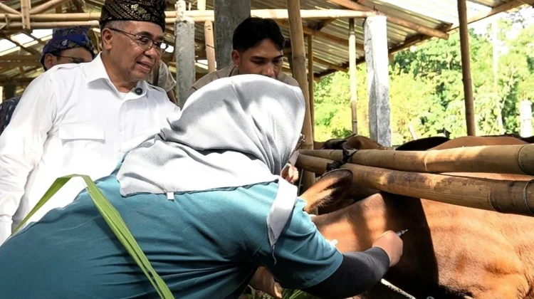 Balai Ternak BAZNAS Lombok Tengah Siapkan Hewan Kurban Terbaik