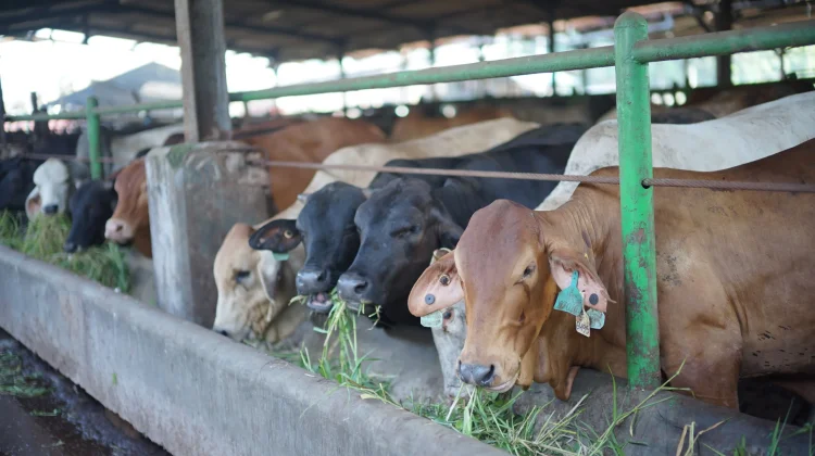 Dharma Jaya Siapkan 900 Sapi Sambut Iduladha 1447 Hijriah