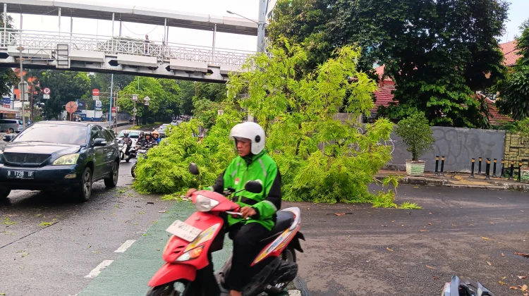 Angin Kencang Tumbangkan Pohon di Jalan Warung Buncit Jaksel