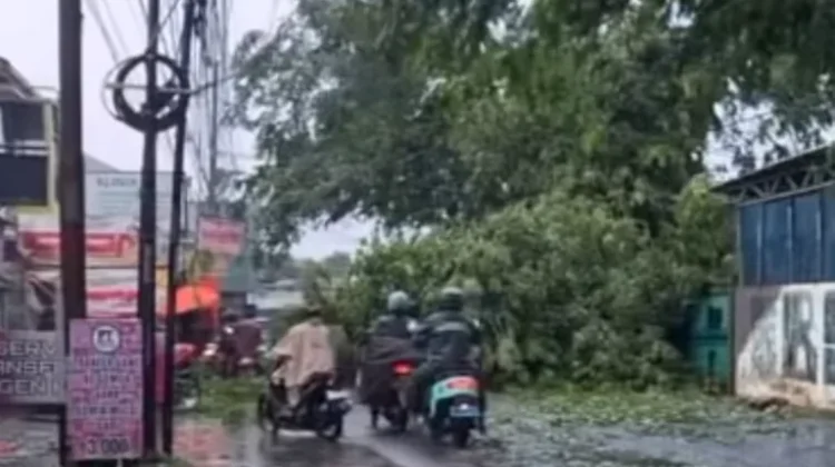 Sejumlah Pohon di Bekasi Tumbang akibat Hujan Deras Disertai Angin Kencang