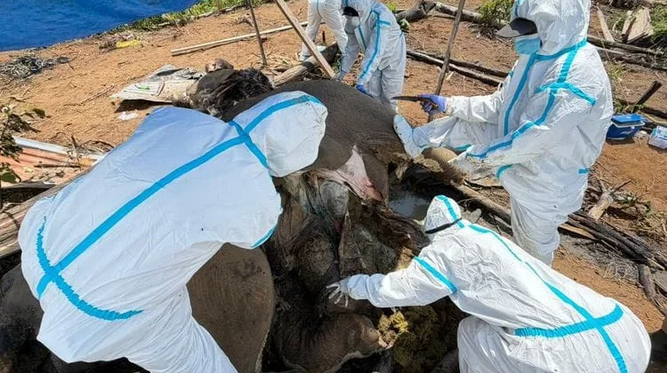 Kementerian Kehutanan Lakukan Investigasi Kematian Dua Gajah di Mukomuko