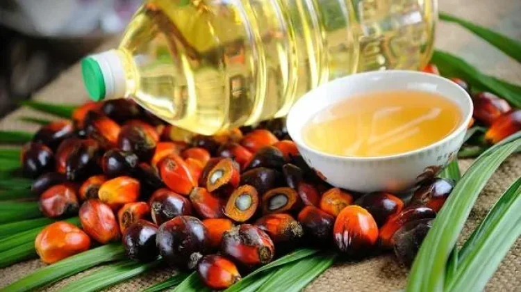 Harga Referensi CPO Naik, Dirjen Kemendag Ungkap Pemicunya