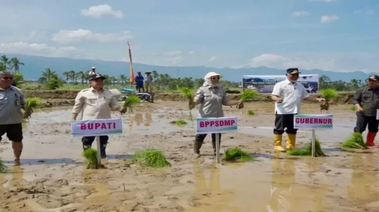 Jaga Produksi Pangan, Kementan Tanam Padi Serentak di 25 Provinsi