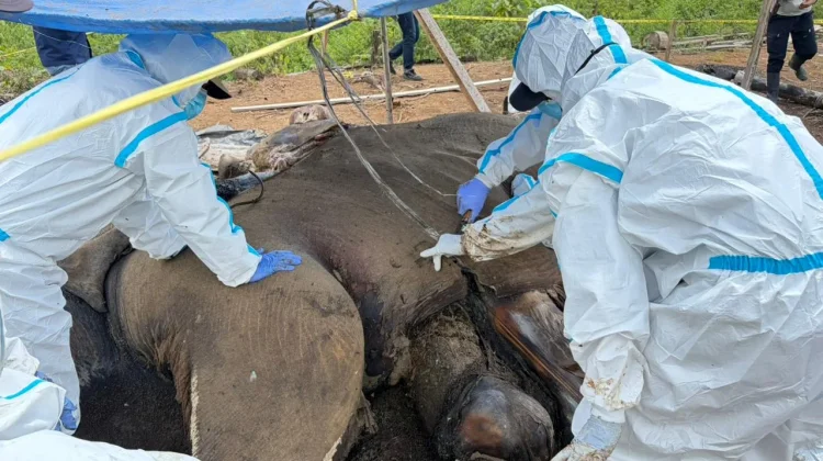 Dua Gajah Sumatra Mati di Mukomuko, Kemenhut Fokus Ungkap Penyebab lewat Nekropsi