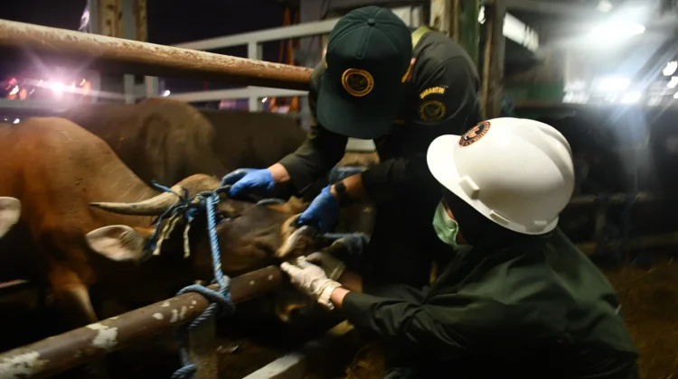 Karantina DKI Pastikan 2.560 Sapi Masuk Jabodetabek Sehat