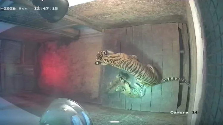 Dua Anak Harimau Sumatra Lahir di Lampung
