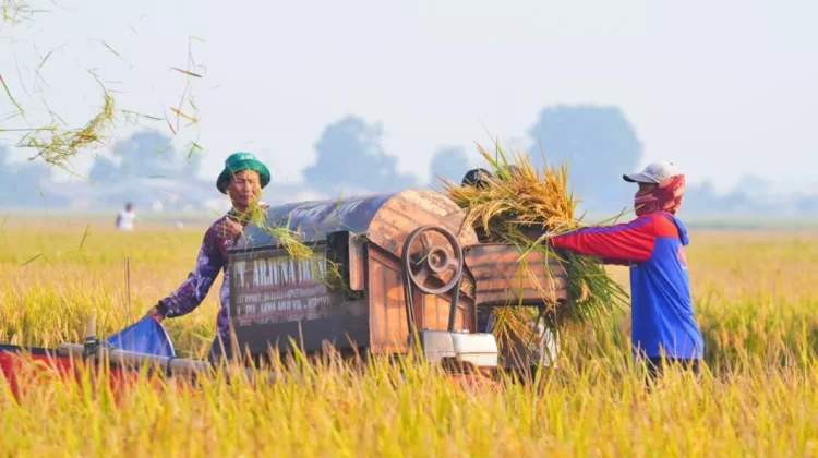 Produksi Beras Nasional Naik, Badan Pusat Statistik Catat NTP Petani Meningkat
