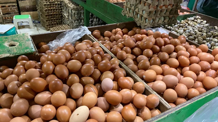 Kementan Bergerak Stabilkan Harga Telur, Peternak Rakyat Jadi Prioritas