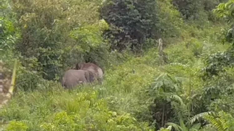 Gajah Masuk Kampung, Warga Aceh Jaya Minta BKSDA Bertindak