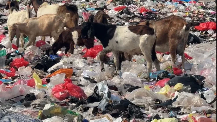 Petugas Soroti Risiko Kesehatan Kambing yang Cari Makan di Tumpukan Sampah