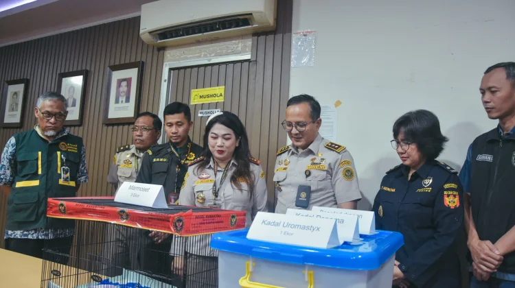 Penyelundupan Satwa Diselipkan di Kaos Kaki dari Thailand Terbongkar