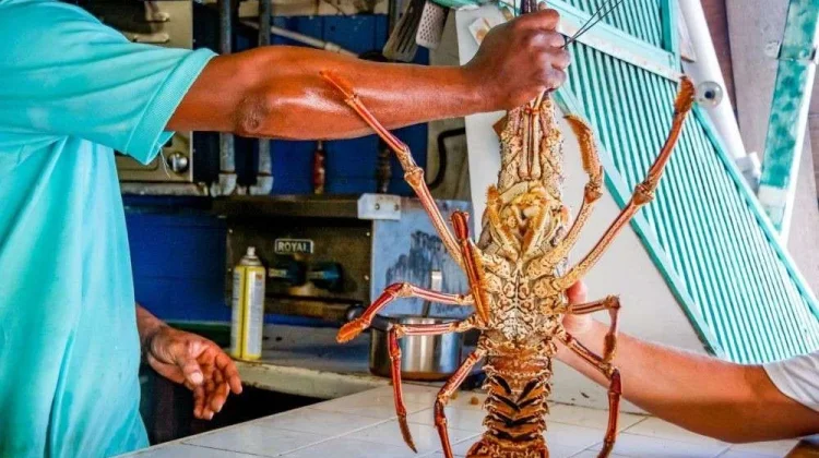 Rugikan Negara, Gus Lilur Harap Presiden Berantas Penyelundupan Benih Lobster