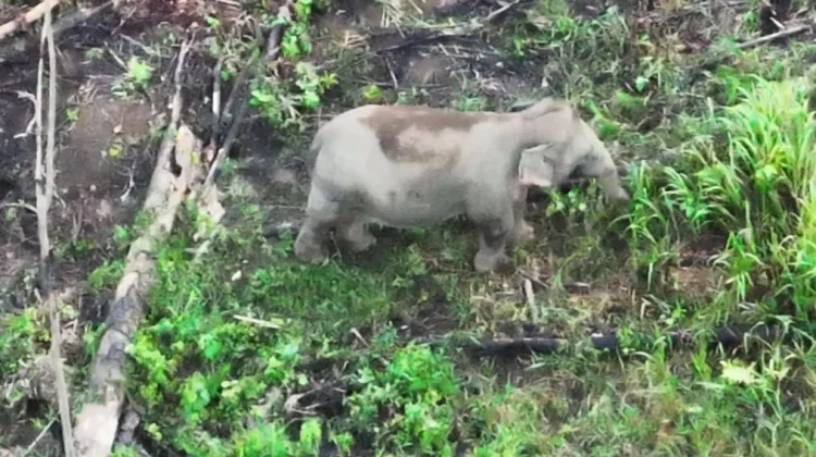 Monitoring Gajah Sumatera di Seblat Kini Gunakan Drone Thermal
