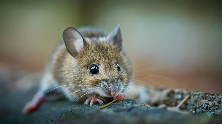 Ramai Dibahas, Simak Wilayah Penyebaran Hantavirus di Dunia