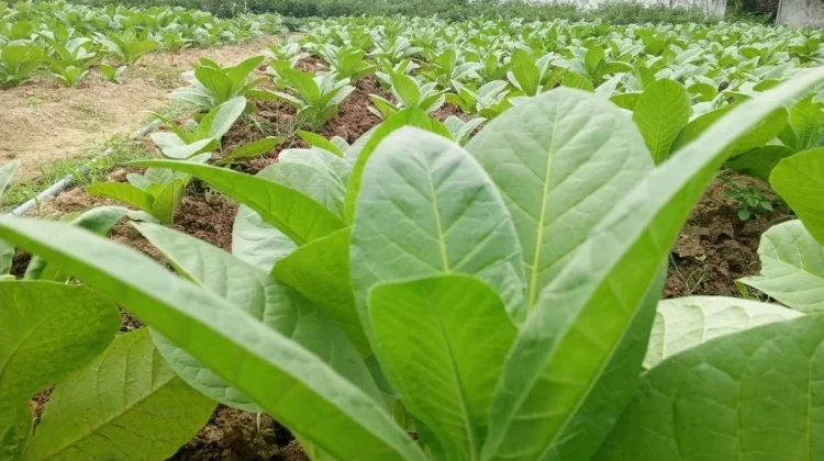 Halo RRI: Disperta KP Sampang Pastikan Bantuan Obat Hama Tembakau Gratis