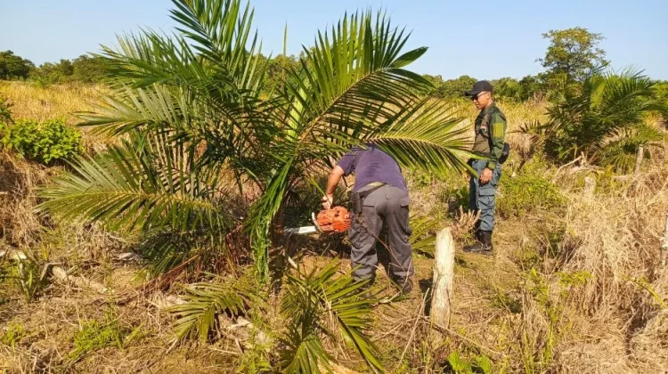 Petugas Gabungan Tertibkan Kebun Sawit Ilegal di Cagar Alam Teluk Pamukan