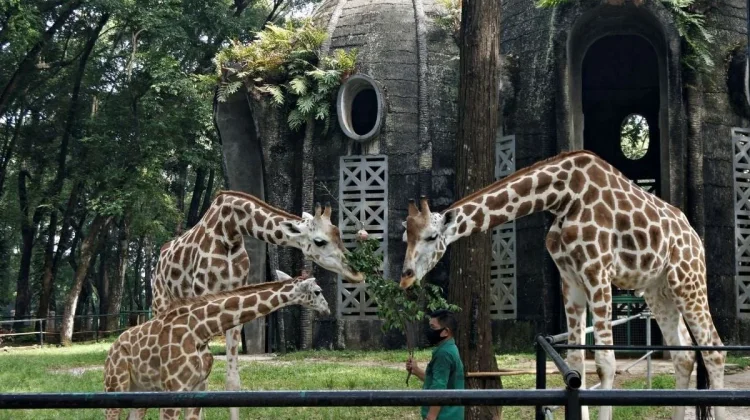 Libur Panjang, Ragunan Pertahankan Tarif Normal Wisatawan