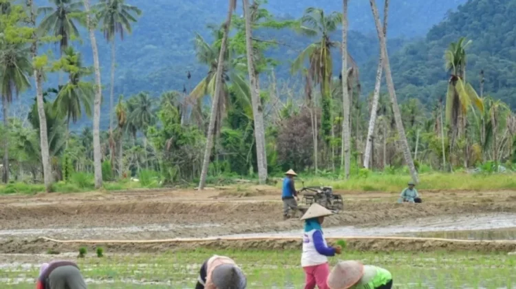 Padang Pariaman Tuntaskan Perbaikan 446 Hektare Sawah Rusak