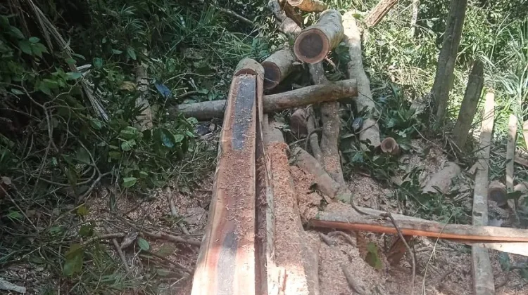 Kemenhut Tetapkan Dua Tersangka Pembalakan Liar di TWA Mangolo
