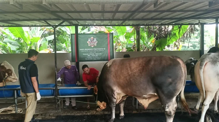 Mendekati Iduladha, Harga Hewan Kurban di Tangerang Melonjak