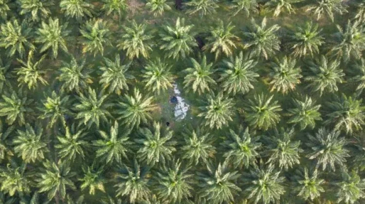 Satgas PKH dan Masa Depan Keadilan Agraria Indonesia