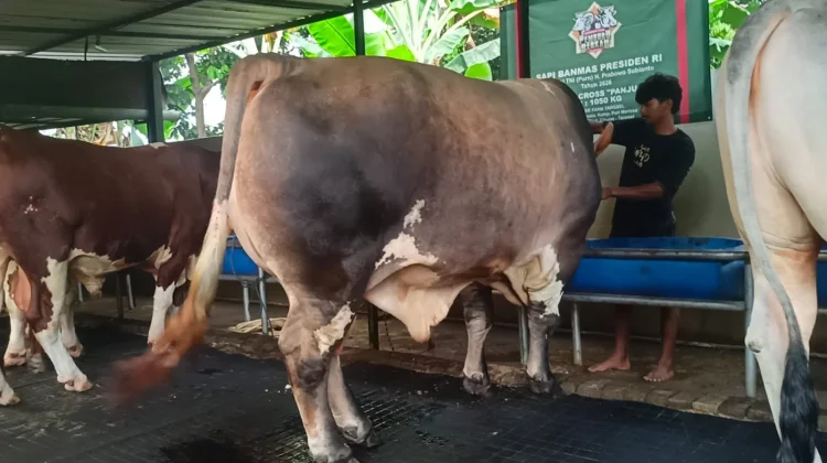 Penjual Hewan Kurban di Tangerang Bangga Dagangannya Dibeli Presiden Prabowo