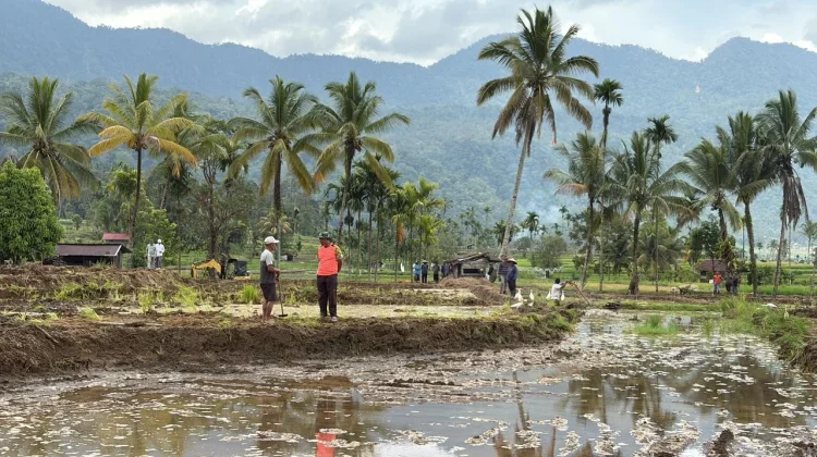 Kementan Kawal Rehabilitasi Sawah Pascabencana