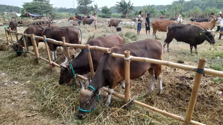 Pemprov Jabar Pastikan Ketersediaan Hewan Kurban di Wilayahnya Sudah Mencukupi